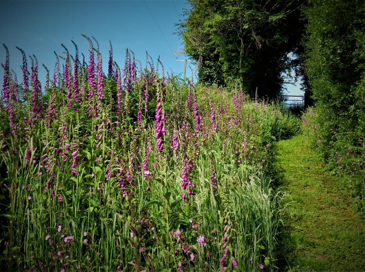 Ffynnon Fendigaid Bed And Breakfast Aberporth Buitenkant foto
