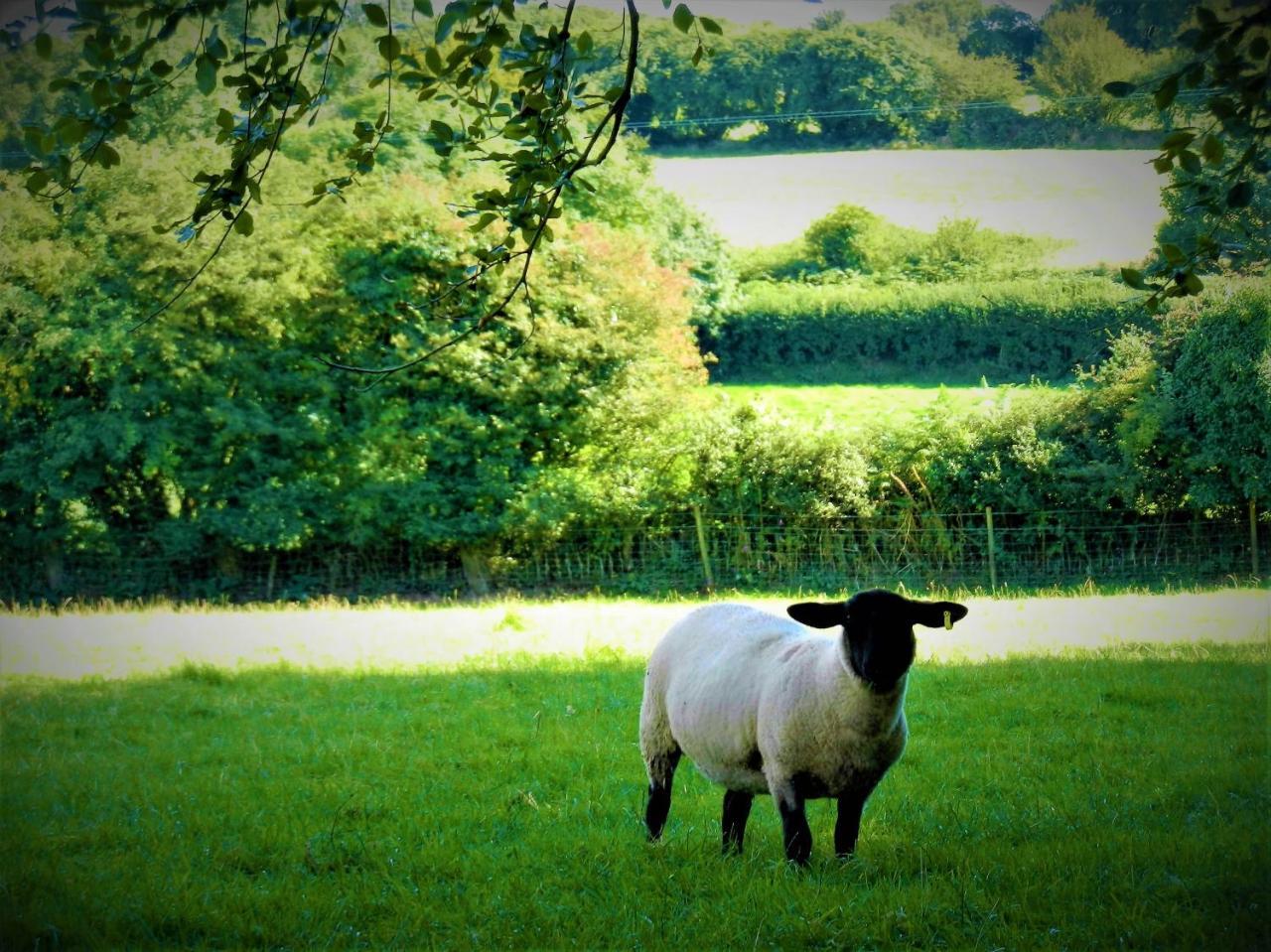 Ffynnon Fendigaid Bed And Breakfast Aberporth Buitenkant foto